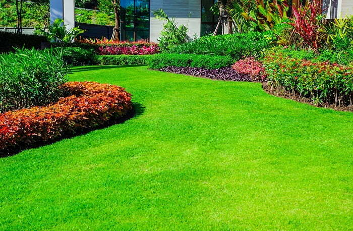 Các loại cỏ trồng sân vườn 